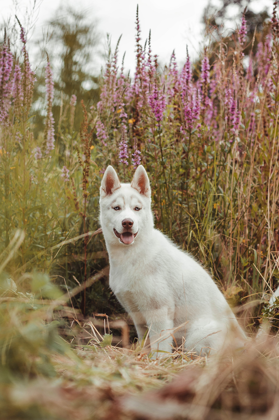 Manon Knasko Photographies